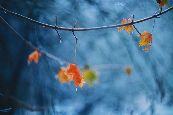 Осень ноябрь