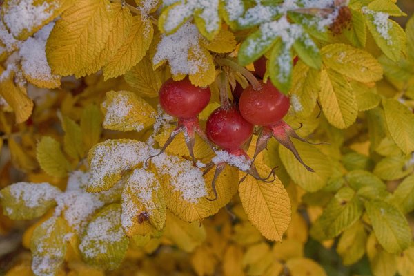 Поздняя осень на рабочий стол