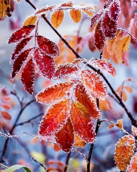 Осень ноябрь