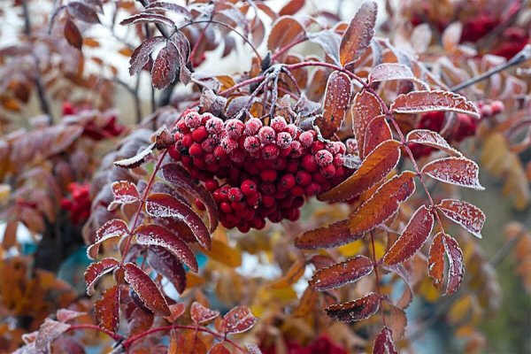 Осенние заморозки