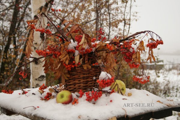 Природа ноябрь рябина