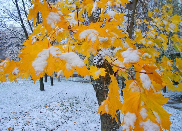 Первый снег