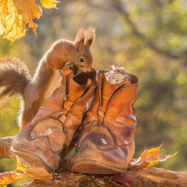 Осень животные