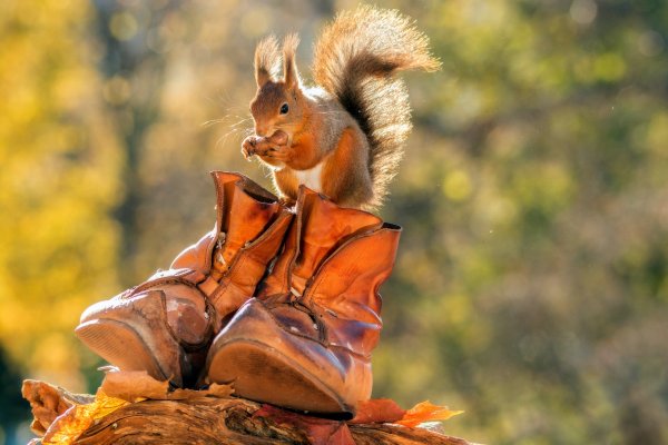 Осенняя Белочка