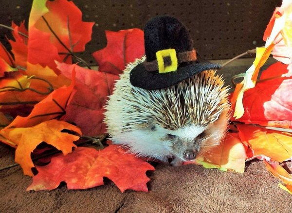 Веселый Ежик осенью