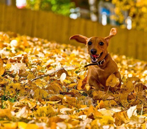 Собака осень