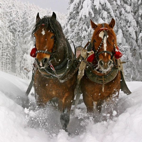 Пороша Есенин