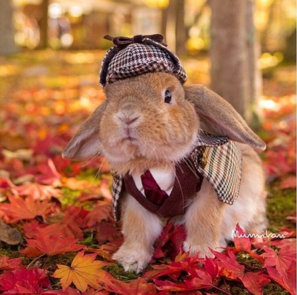 Осенние звери