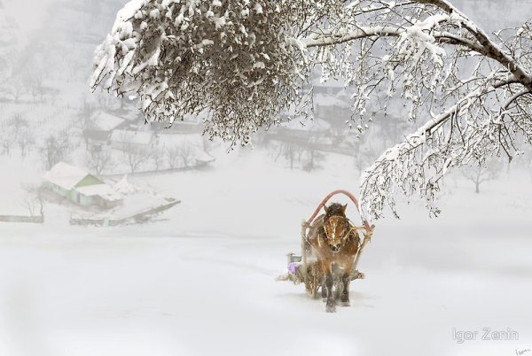 В холодный зимний день через лес медленно