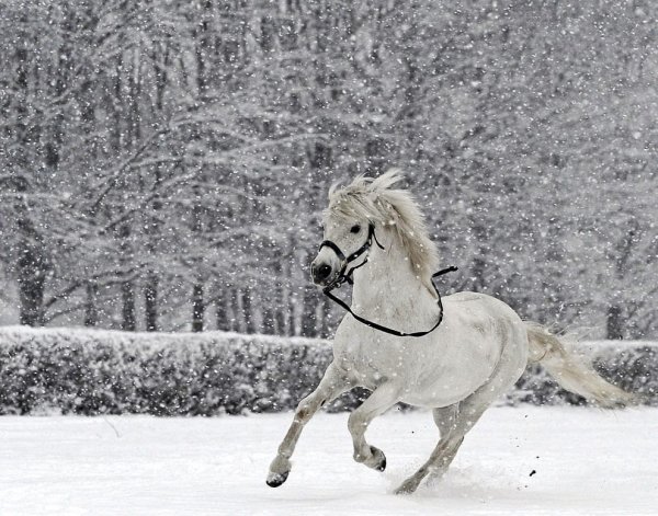 Снежная лошадь