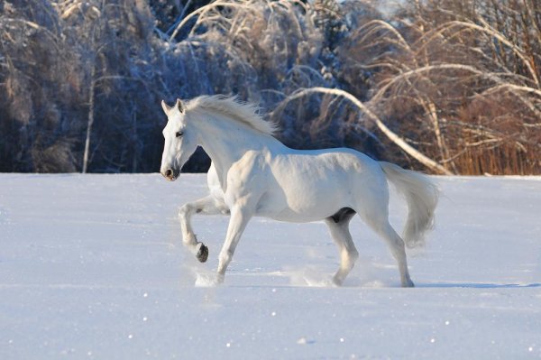 Лошадь с белой гривой на снегу
