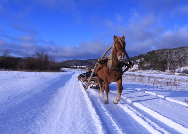 Лошадь сани зима
