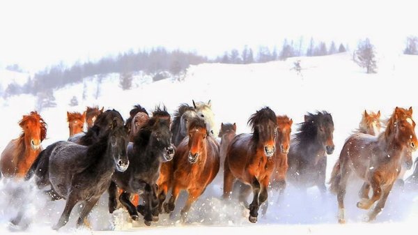 Табун лошадей зимой