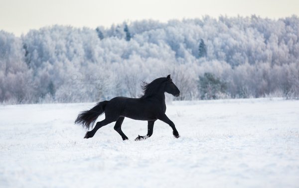 Фризская лошадь зимой