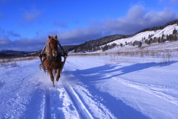 Зимняя дорога с лошадью