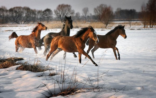 Жеребенок в снегу