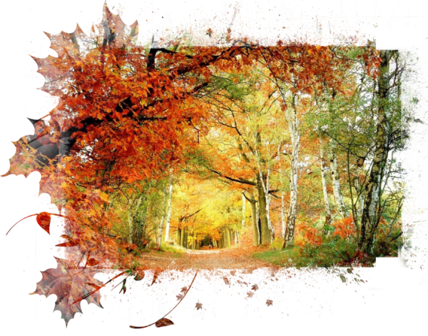 Осень на белом фоне