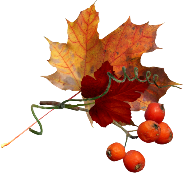 Клипарт осень на прозрачном фоне