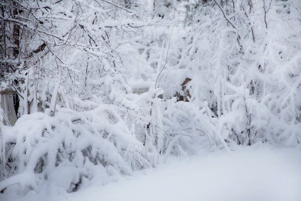 Много снега в лесу