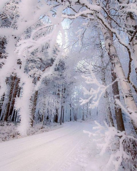Зимний лес