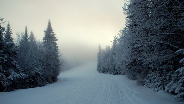 Снежный лес