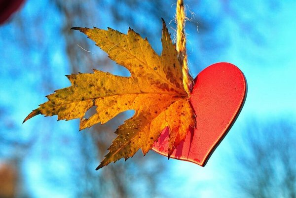 Осеннее сердце