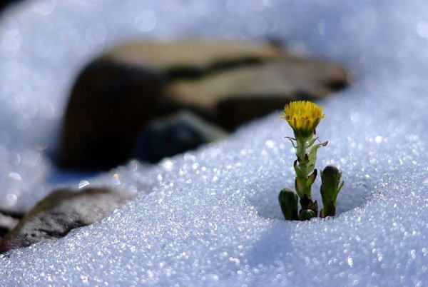 Снег с проталинами