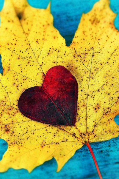 Сердце из осенних листьев