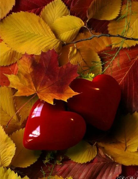 Осень любовь