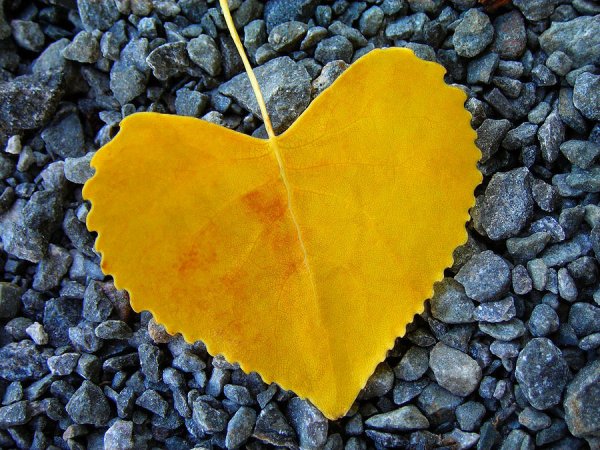 Листочек в форме сердца