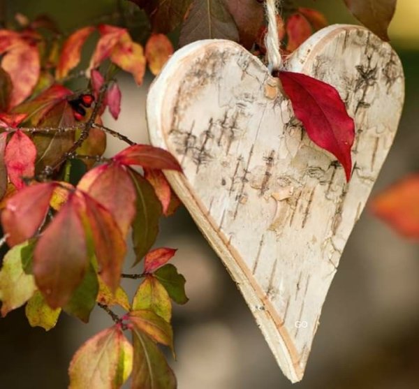 Сердце из листьев