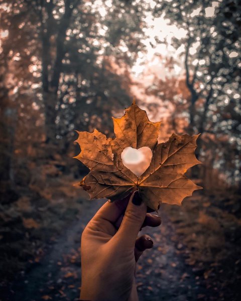 Листик в руке