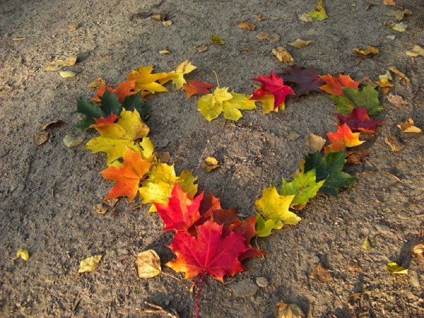 Сердце из осенних листьев