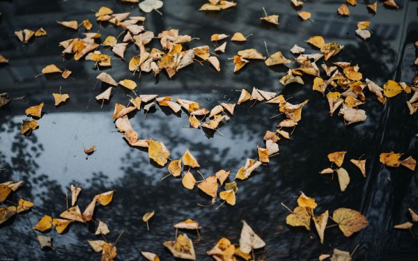 Сердце из листьев