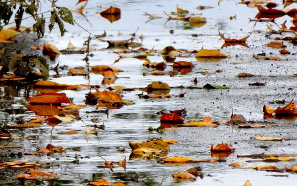 Осень лужи листья