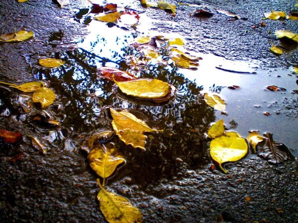 Лужи осенью