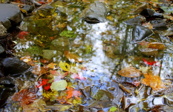 Отражение в луже осень