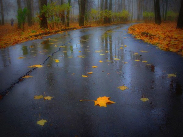 Осень лужи