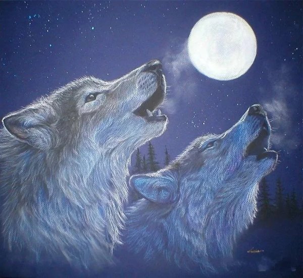 Волк и волчица ночью