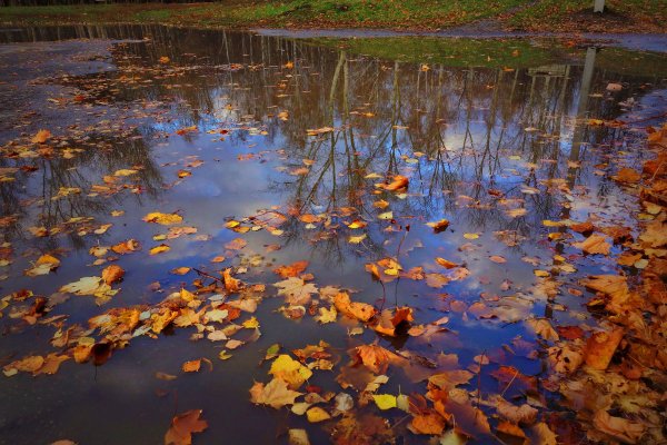 Лужи осенью
