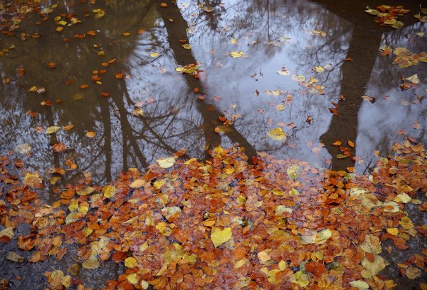Лужи осенью