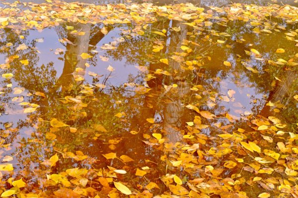 Лужи осенью