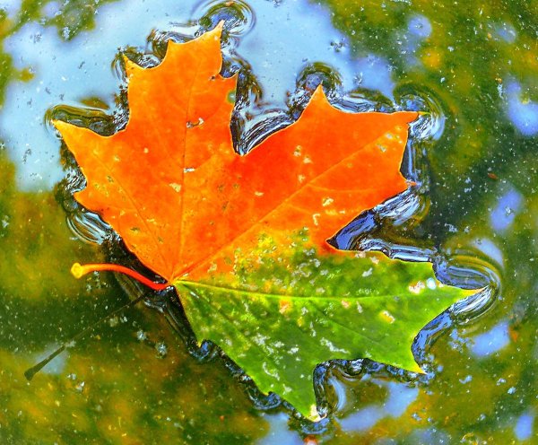 Листья в луже