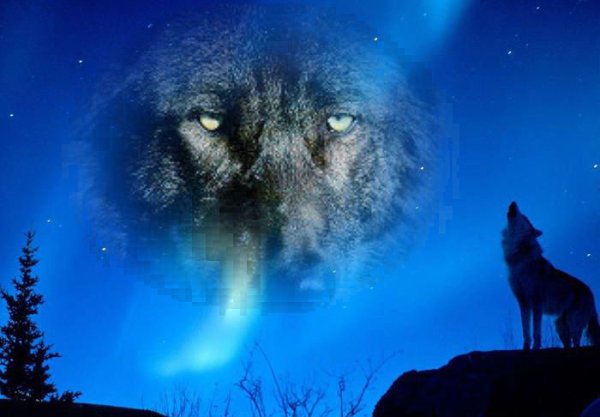 Волчица воет
