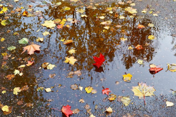 Лужи осенью