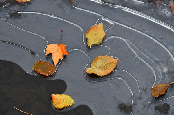 Лед на лужах осенью