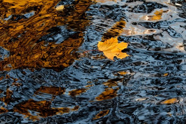 Осенний листопад на воде
