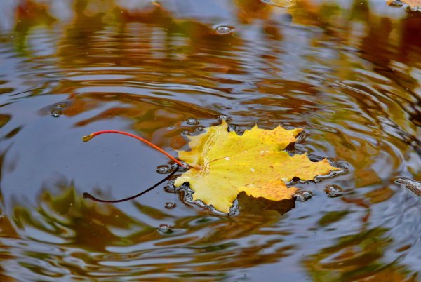 Листик на воде