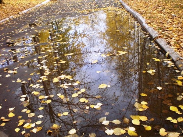 Осень лужи
