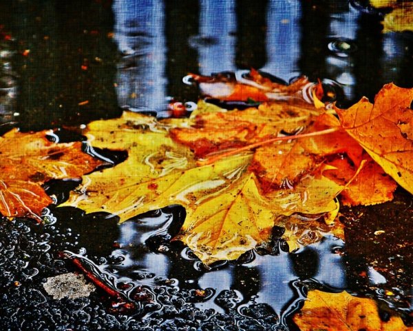 Осенние лужи